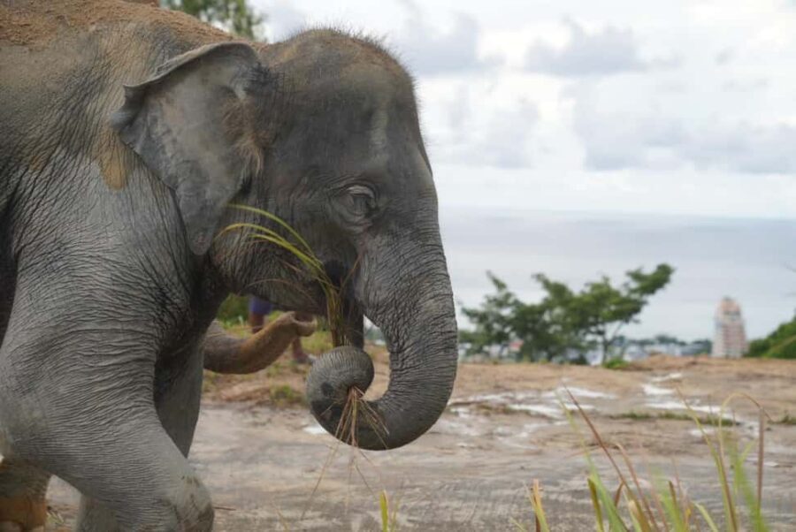 Phuket: Eco Guided Tour at Elephant Sanctuary - Transfers across Phuket: the van time can shape your day