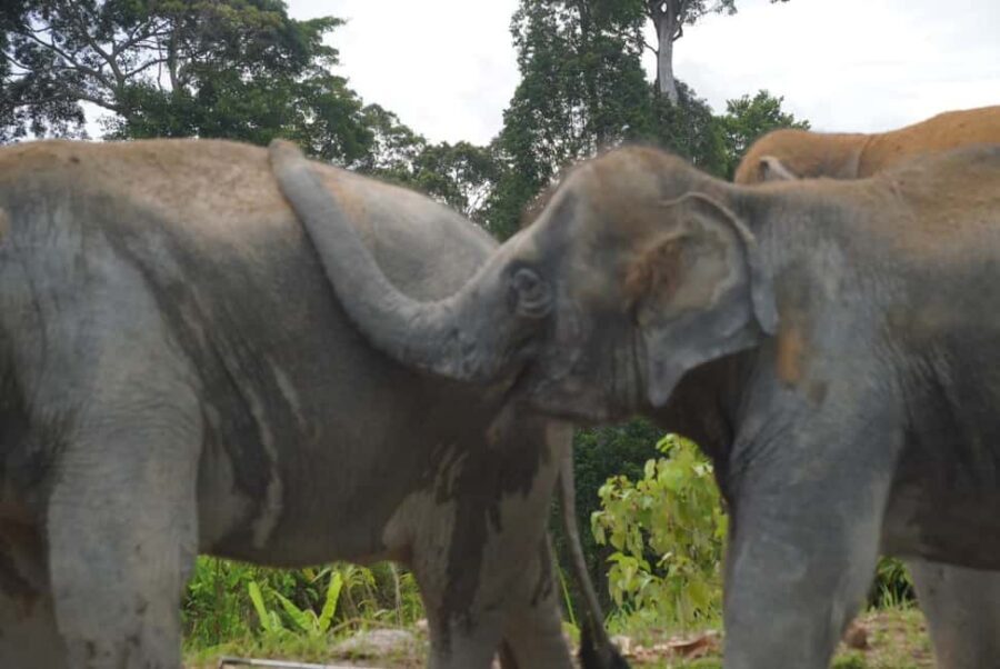 Phuket: Eco Guided Tour at Elephant Sanctuary - Who this experience suits best