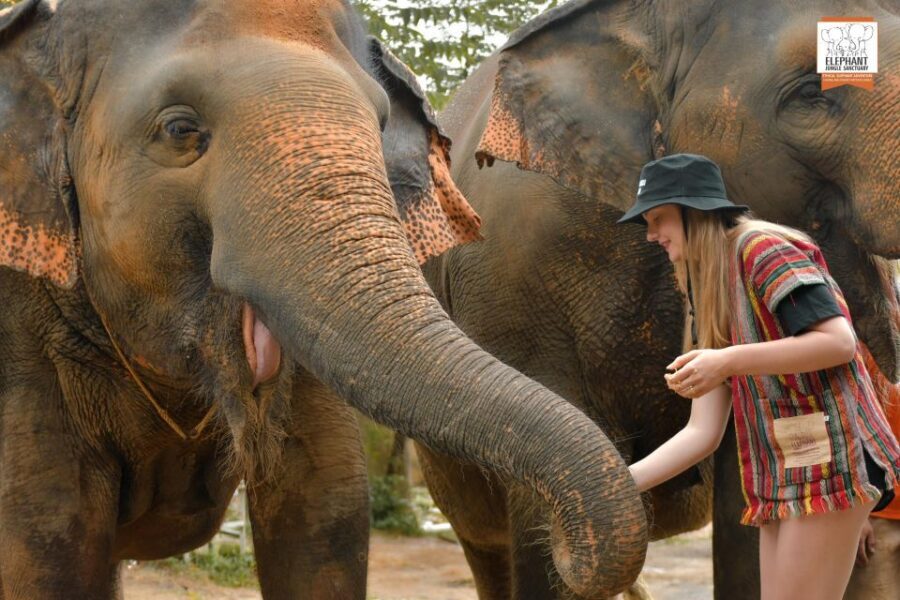 Phuket: Elephant Jungle Sanctuary Ethical Feeding Experience - The guide briefing: elephant personalities, rescue context, and safety cues