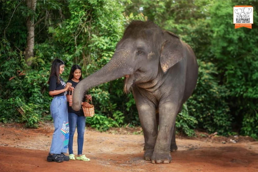 Phuket: Elephant Jungle Sanctuary Ethical Feeding Experience - Who should do this ethical elephant feeding experience in Phuket