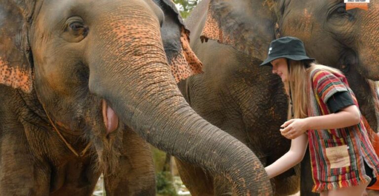 Phuket: Elephant Jungle Sanctuary Ethical Feeding Experience - Hand-feeding time: fruit or grass, and why the rules matter