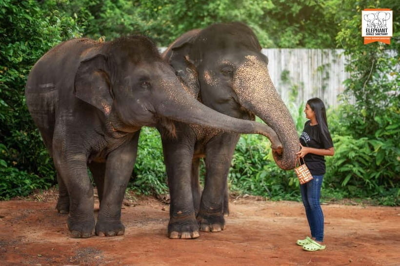 Phuket: Elephant Jungle Sanctuary Ethical Feeding Experience - Should you book Elephant Jungle Sanctuary Phuket Feed Me?