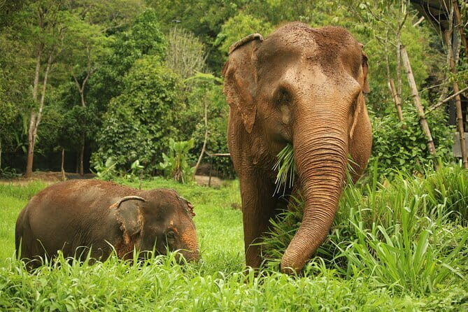 Phuket Elephant Nature Reserve Ethical Sanctuary - Key highlights I’d plan around