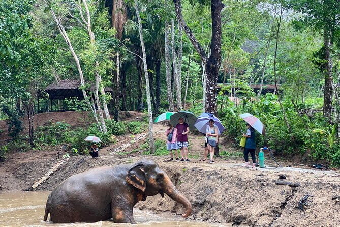 Phuket Elephant Nature Reserve Ethical Sanctuary - Ethical elephant time in Phuket, without the circus