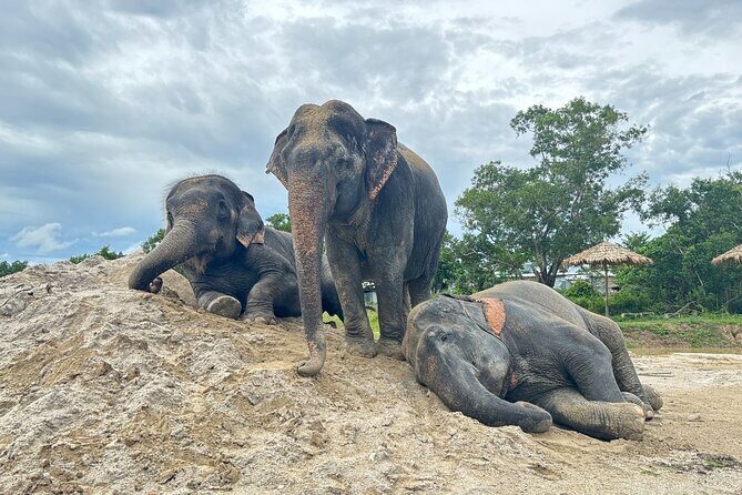 Phuket: Elephant Nature Walk - Guided Tour with Transport - Key Highlights at Freedom Elephant Reserve Phuket