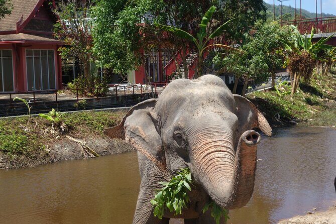 Phuket: Elephant Nature Walk - Guided Tour with Transport - Why This Phuket Elephant Nature Walk Feels Ethical (and Practical)