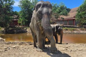 Phuket: Elephant Nature Walk - Guided Tour with Transport - The Mud Spa Walk: Watching Elephants Care for Their Skin