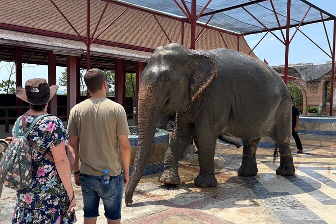 Phuket: Elephant Nature Walk - Guided Tour with Transport - The River Stop: Wading, Splashing, and Cooling Down