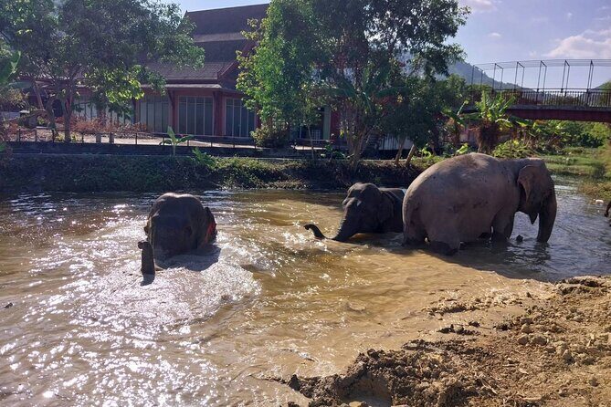Phuket: Elephant Nature Walk - Guided Tour with Transport - Guides, Stories, and the Small-Group Advantage