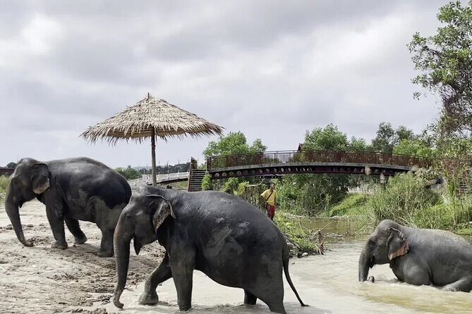 Phuket: Elephant Nature Walk - Guided Tour with Transport - What to Wear and Bring for a Mud-and-River Morning