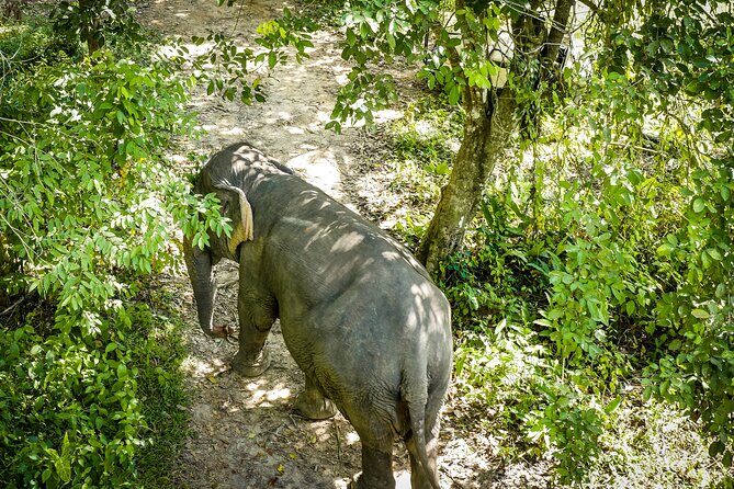 Phuket Elephant Sanctuary Canopy Walkway Tour - Key highlights to know before you go