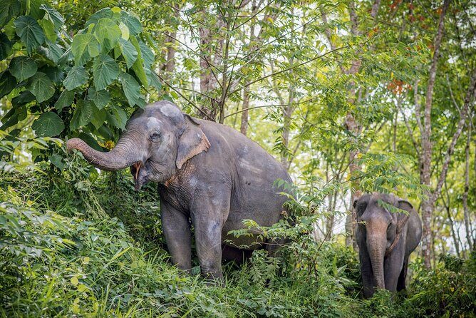 Phuket Elephant Sanctuary Canopy Walkway Tour - Ethical elephant tourism in Phuket, without the circus vibe