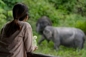 Phuket Elephant Sanctuary Canopy Walkway Tour - Getting there: pickup and an easy start at the sanctuary