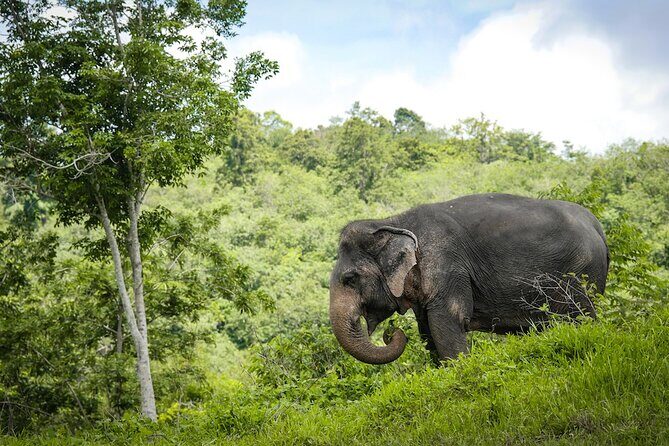 Phuket Elephant Sanctuary Canopy Walkway Tour - The 90-minute flow: video, snacks, then the canopy walkway