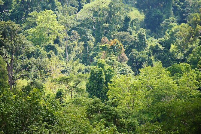 Phuket Elephant Sanctuary Canopy Walkway Tour - Feeding time: when you get to help, and how to do it right