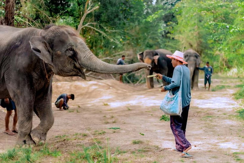 Phuket: Elephant Sanctuary Feed and Bathe Gentle Giants - Key Highlights You’ll Care About