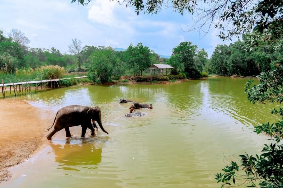 Phuket: Elephant Sanctuary Feed and Bathe Gentle Giants - Who This Tour Is For (and Who Might Want Another Option)