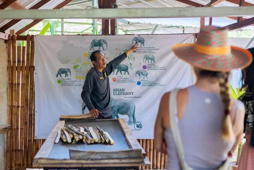 Phuket: Elephant Sanctuary Feed and Bathe Gentle Giants - Phuket Elephant Sanctuary: Why This Hand-Feeding + River Bathing Feels Different