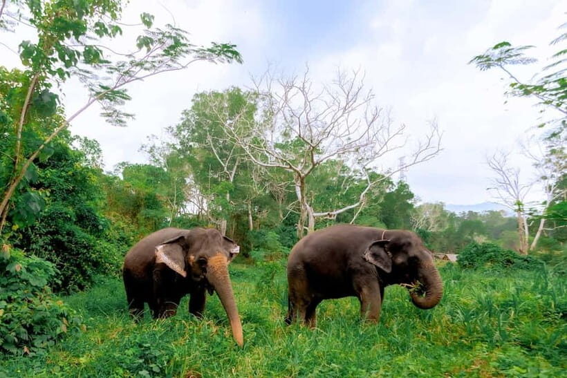 Phuket: Elephant Sanctuary Feed and Bathe Gentle Giants - Arriving at the Sanctuary: Meeting Rescued Elephants and Their Stories