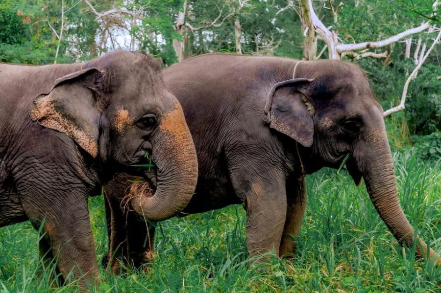 Phuket: Elephant Sanctuary Feed and Bathe Gentle Giants - Roll Up Your Sleeves: Preparing the Nutritious Basket and Feeding by Hand