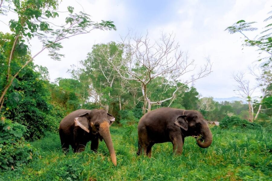Phuket: Elephant Sanctuary Feed and Bathe Gentle Giants - Price and Value: Is $56 Worth It?
