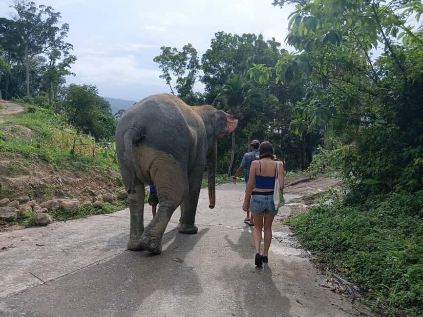 Phuket: Guided Tour to Elephant Sanctuary & Hotel Transfer - Key highlights worth knowing