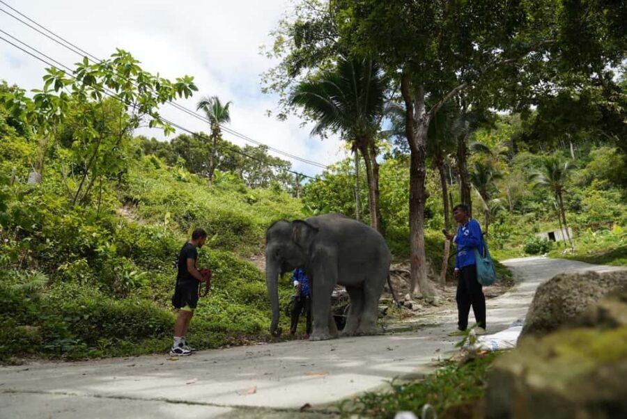 Phuket: Guided Tour to Elephant Sanctuary & Hotel Transfer - Should You Book This Elephant Sanctuary Guided Tour?