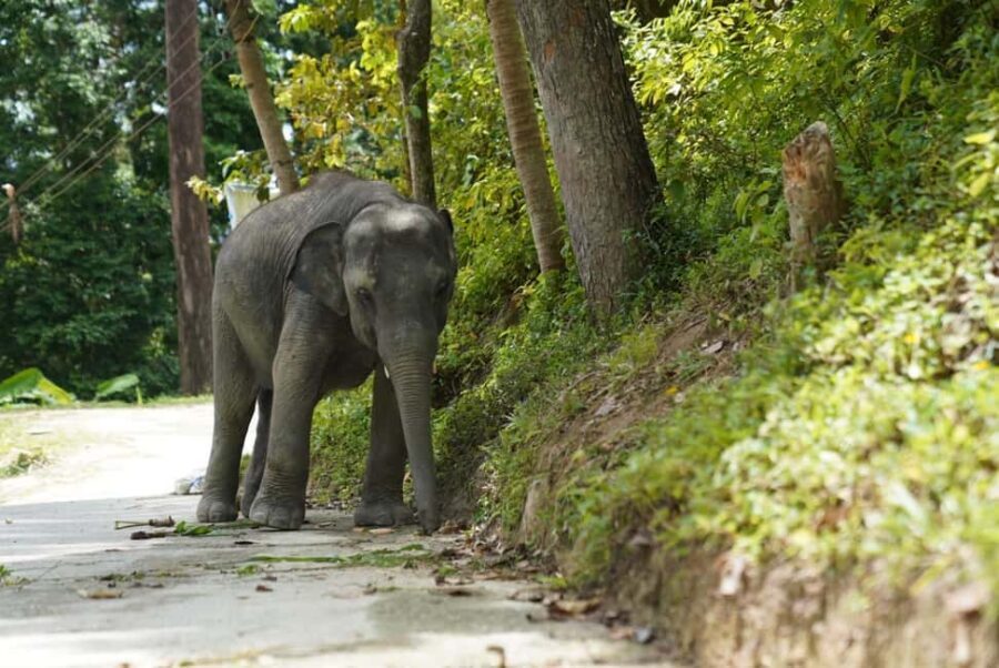 Phuket: Guided Tour to Elephant Sanctuary & Hotel Transfer - Who This Tour Fits Best (and Who Might Want Something Else)