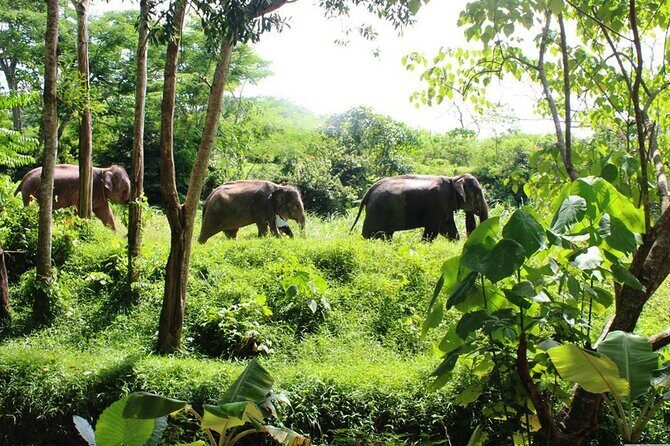 Phuket Guided Tour to Elephant Sanctuary with Hotel Transfers - Key things to know before you go