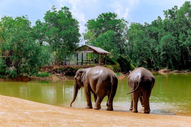 Phuket Guided Tour to Elephant Sanctuary with Hotel Transfers - Photos, light refreshments, and that calm post-encounter feeling