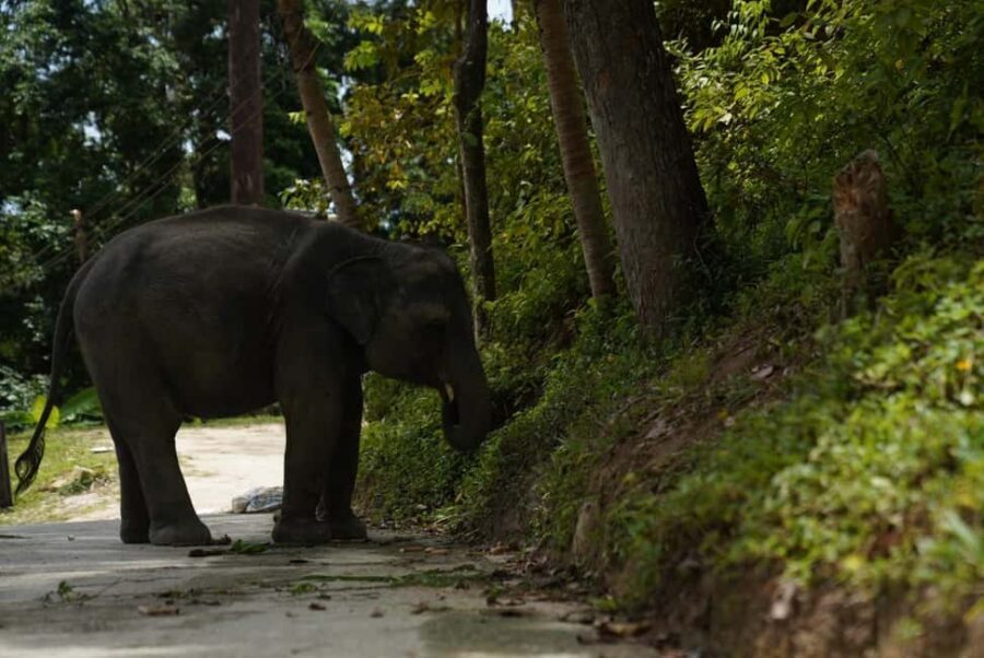 Phuket : Guided Tour to Elephant Sanctuary with Transfers - Feeding From Your Hand: What’s Allowed, What’s Not, and How to Stay Safe