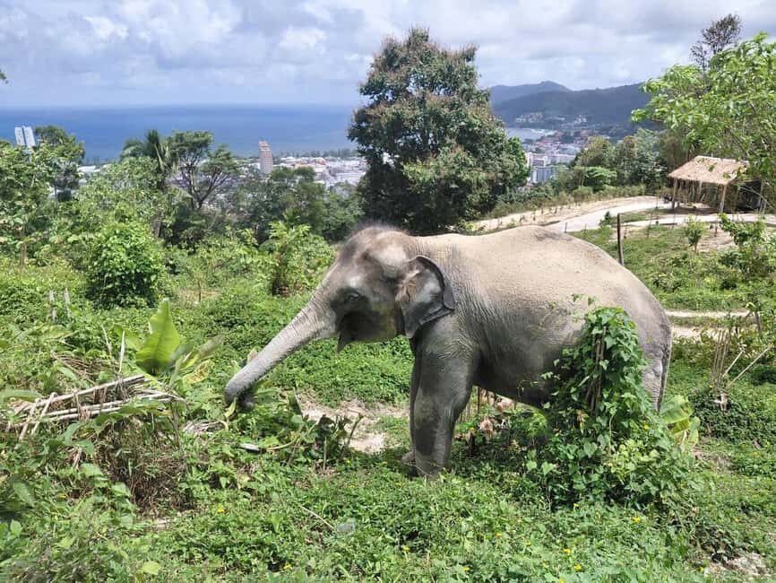 Phuket: Guided Walk Tour to Elephant Sanctuary with Transfer - Key things you’ll notice on this Phuket elephant sanctuary walk