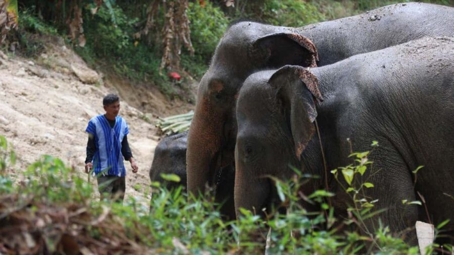 Phuket: Guided Walk Tour to Elephant Sanctuary with Transfer - What to bring in Phuket jungle heat (so you’re comfortable)
