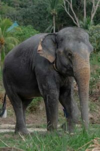 Phuket: Guided Walk Tour to Elephant Sanctuary with Transfer - The 90 minutes on the ground: a steady, manageable time window