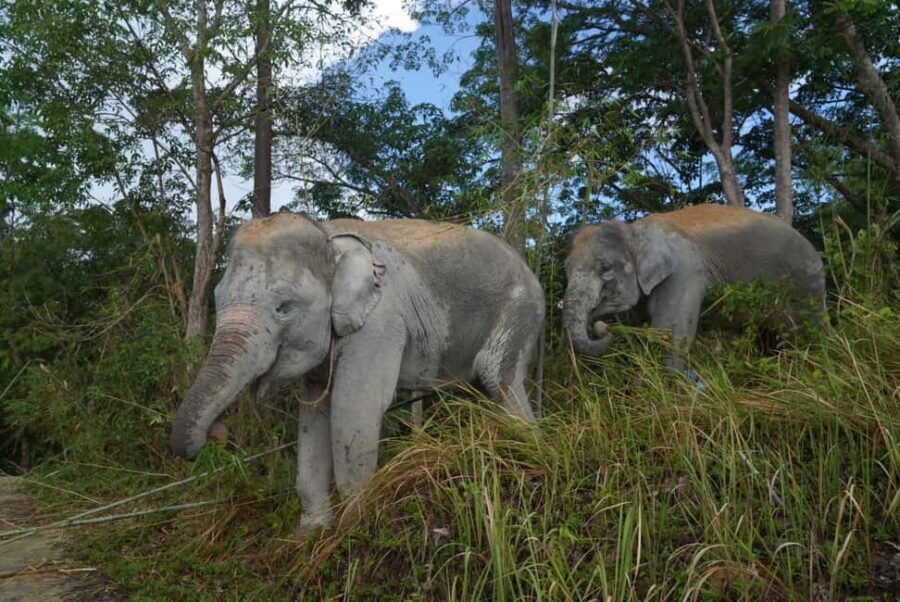 Phuket: Guided Walk Tour to Elephant Sanctuary with Transfer - Starting the tour: where the elephants’ story begins
