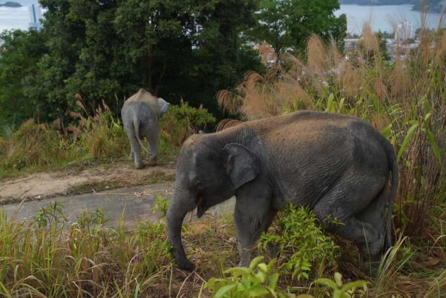 Phuket: Guided Walk Tour to Elephant Sanctuary with Transfer - Caretaker and mahout insights: the human side of elephant care