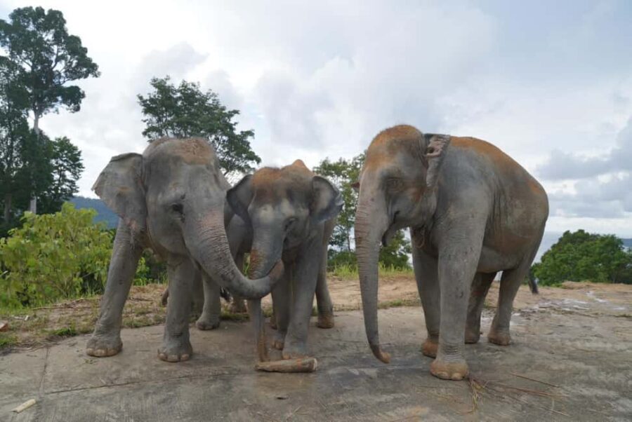 Phuket: Guided Walk Tour to Elephant Sanctuary with Transfer - The end moment: hand-feeding their favorite treats (and how to do it right)
