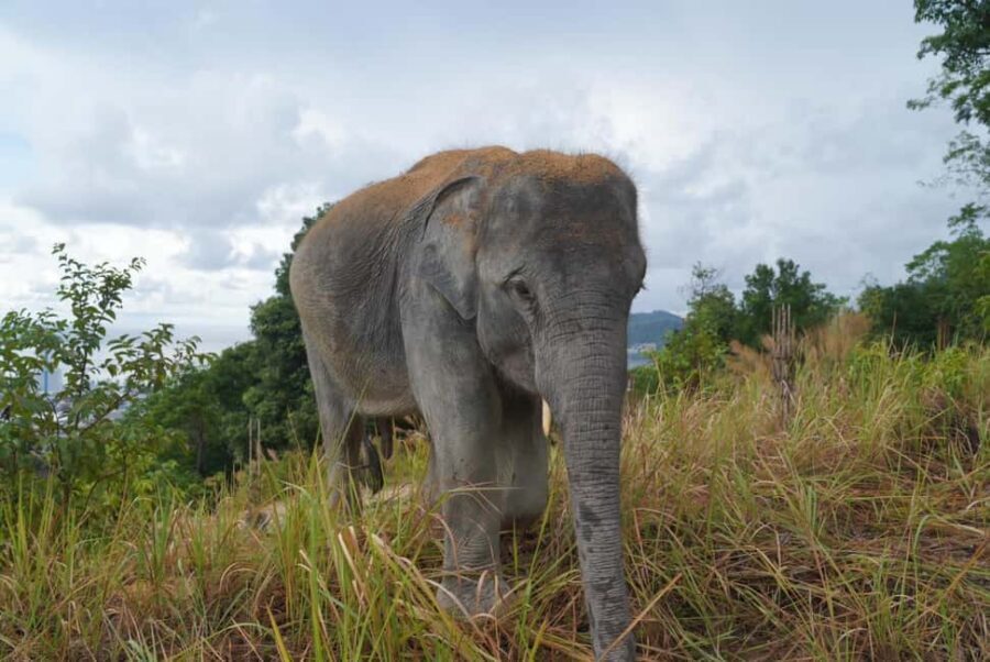 Phuket: Guided Walk Tour to Elephant Sanctuary with Transfer - Price and value: why $51 can feel fair for what you get