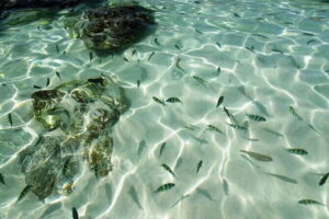 Phuket: Half Day Khai Islands by Speedboat - The speedboat ride: fast, fun, and why it’s worth the trade