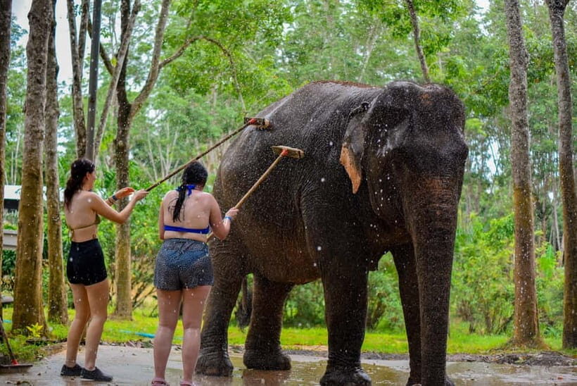 Phuket: Happy Hour Feed and Rain Shower with Elephant - Key Highlights You’ll Care About