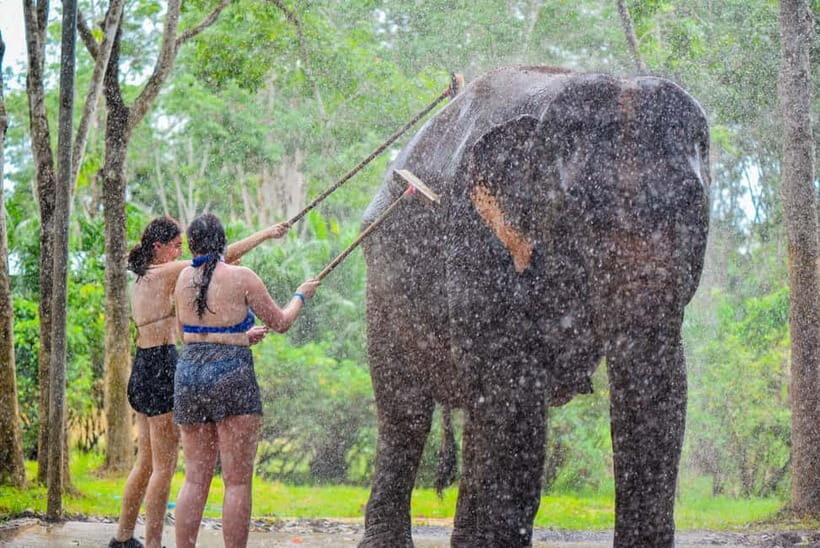 Phuket: Happy Hour Feed and Rain Shower with Elephant - Elephant Happy Hour at Lily Elephant Camp: What It Feels Like