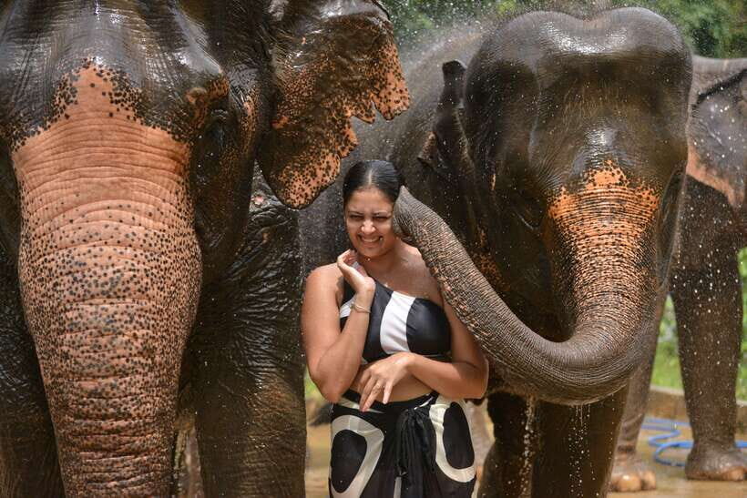 Phuket: Happy Hour Feed and Rain Shower with Elephant - Who This Elephant Happy Hour Is Best For