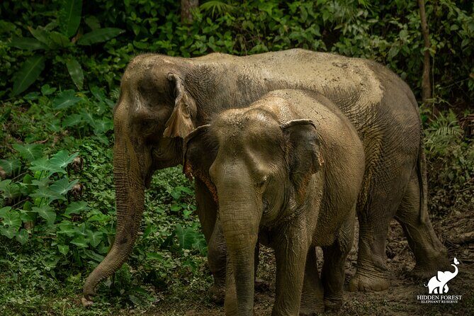 Phuket: Hidden Forest Elephant Reserve Guided Tour with Lunch - Key takeaways before you go