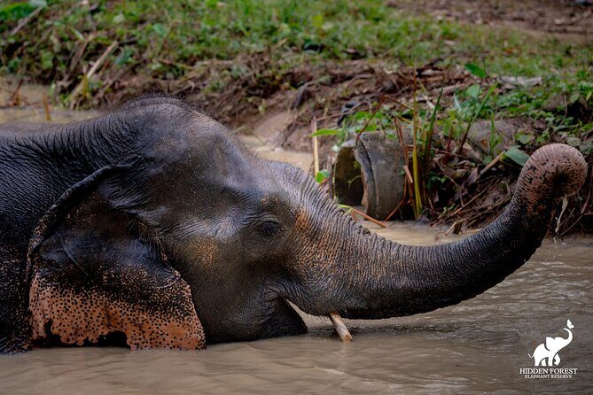 Phuket: Hidden Forest Elephant Reserve Guided Tour with Lunch - Your 3.5-hour plan: Feeding, forest trails, and lunch timing