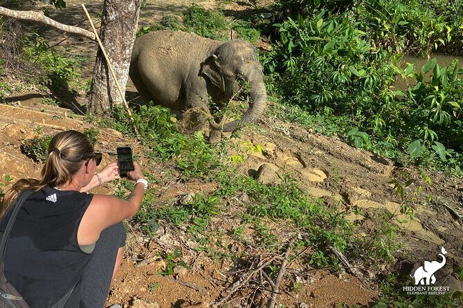 Phuket: Hidden Forest Elephant Reserve Guided Tour with Lunch - Forest walk and bamboo observation huts: When the elephants set the pace
