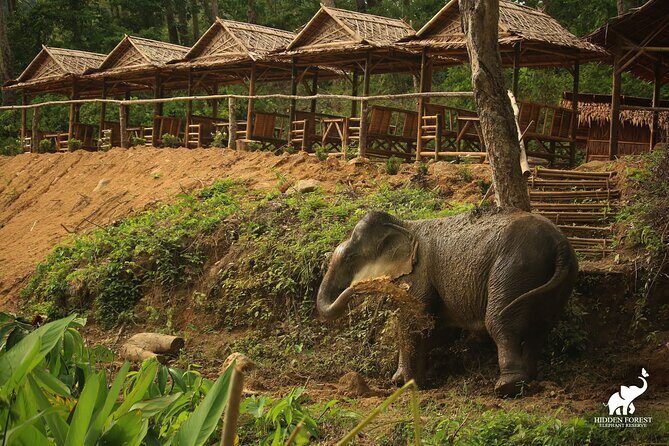 Phuket: Hidden Forest Elephant Reserve Guided Tour with Lunch - Price and value: Is $99 actually fair?