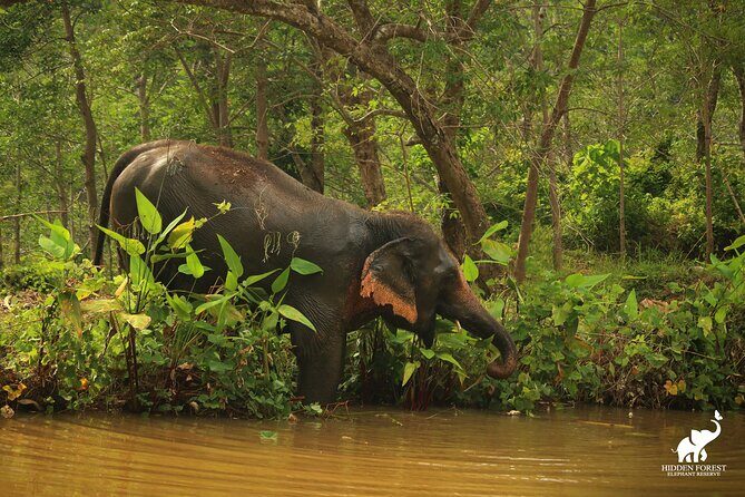 Phuket: Hidden Forest Elephant Reserve Guided Tour with Lunch - Pickup from Phuket areas: How the van fits into your day