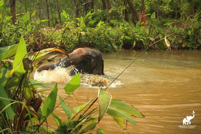 Phuket: Hidden Forest Elephant Reserve Guided Tour with Lunch - What to pack: Shoes, sun gear, and the heat reality