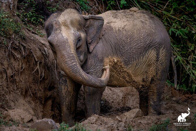 Phuket: Hidden Forest Elephant Reserve Guided Tour with Lunch - Meet-and-feed moment: Up close, but never touch