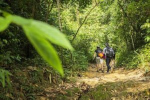 Phuket Jungle Trekking Experience at Khao Phra Taew National Park - Entering the Rainforest with a Licensed English Guide